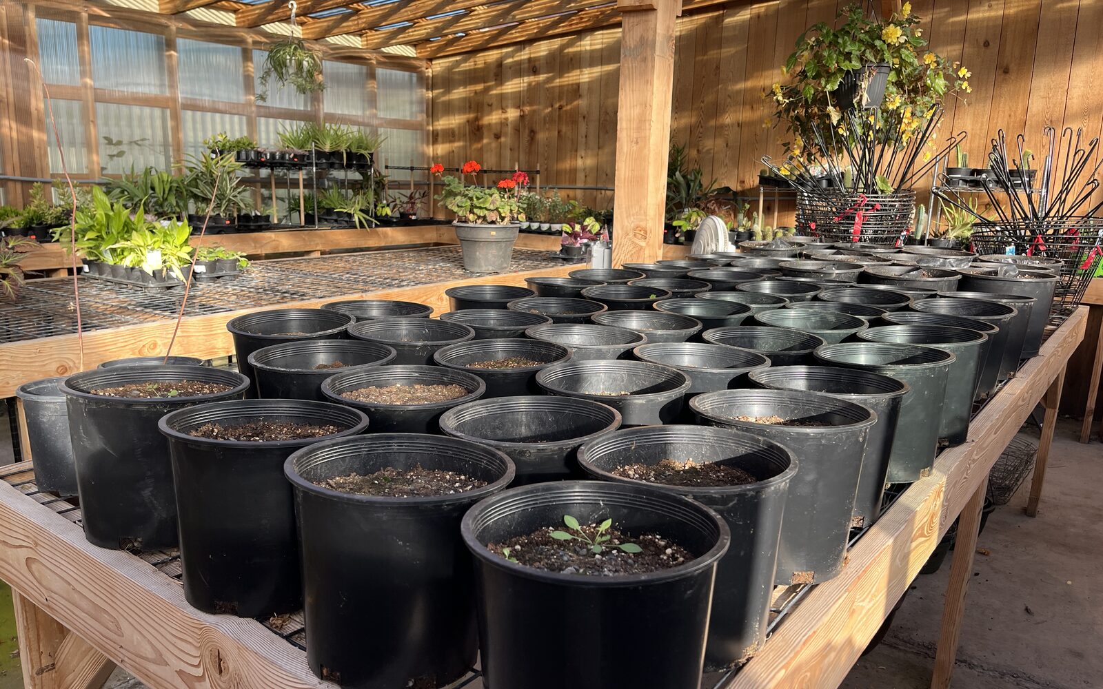 Plant inventory for garden centers: variety, size, bench shrink, and markdowns