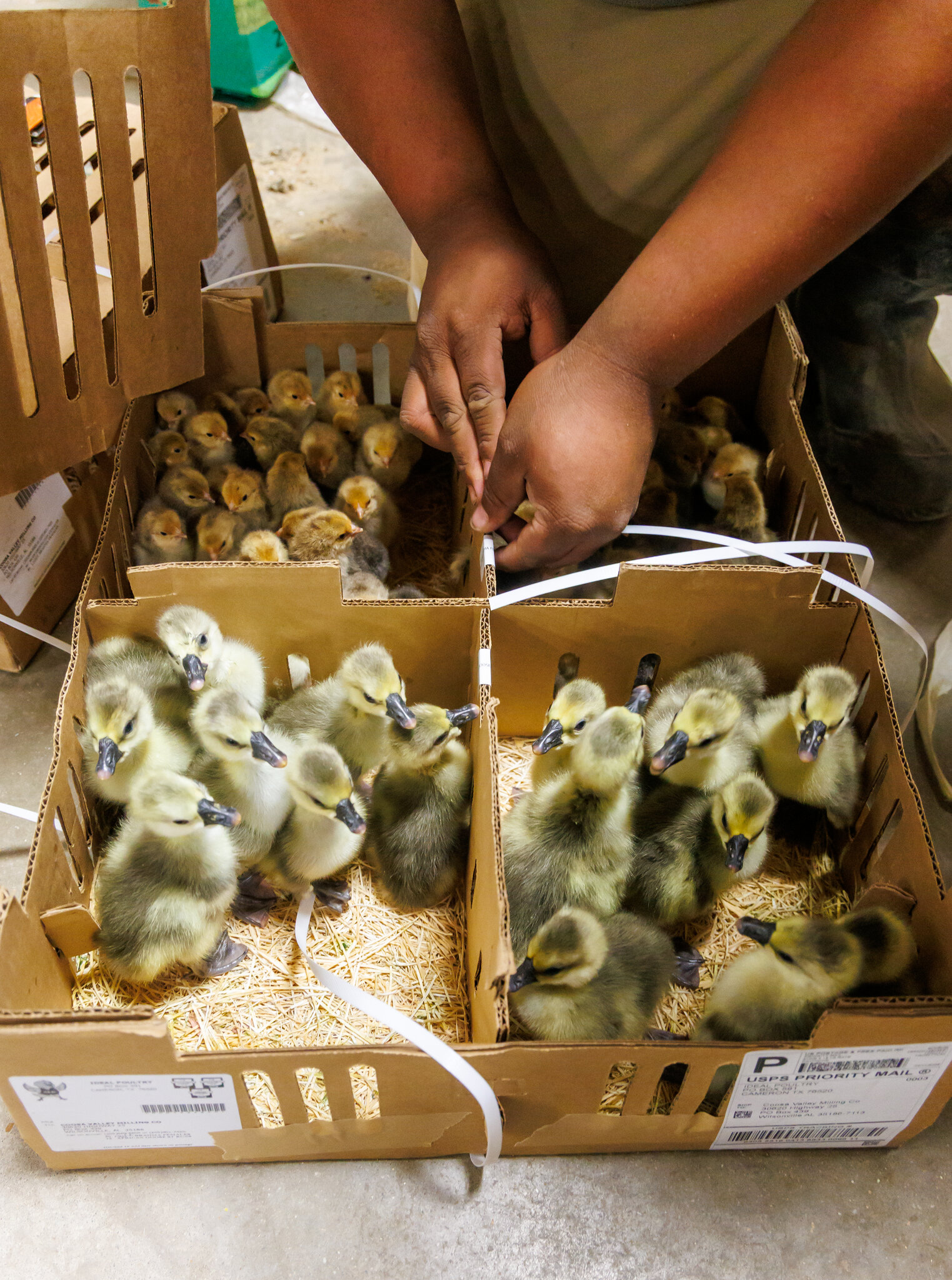 Boxes of fresh chicks and ducklings at Coosa Valley Milling & Hardware