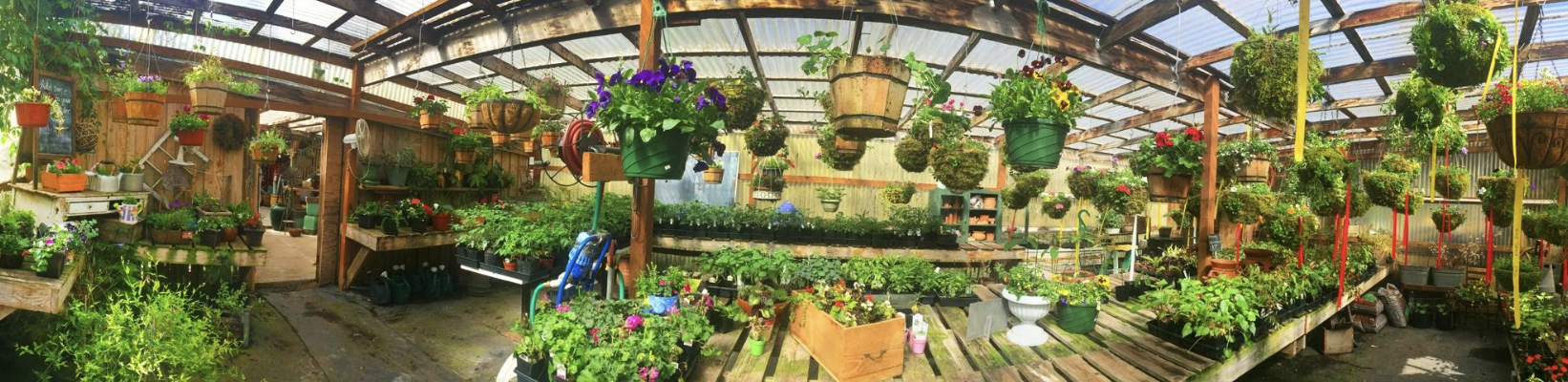 Panoramic view of Rusty Gate's greenhouse, hanging baskets and plants everywhere