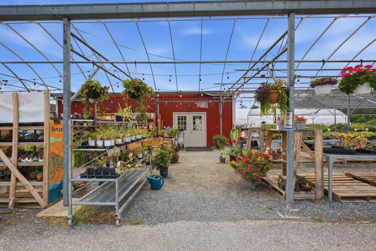 An aisle of hanging baskets and benches of flowering plants under the open greenhouse roof at Christopher's Garden Center