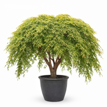 A potted Waterfall Japanese Maple, the product this inventory count is tracking