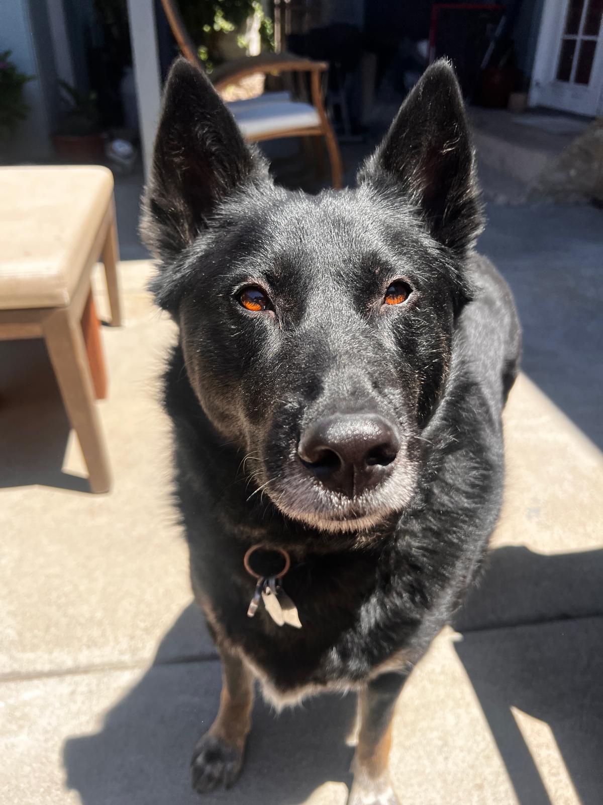 Zasha